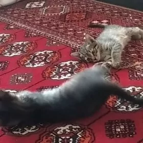 .