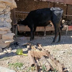Tohum göleli sygyr
