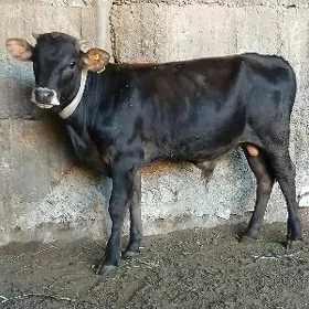 ŠWES OKUZ TUWE