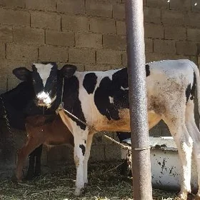 öküz