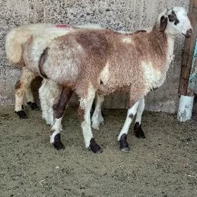 biçilen işşekler
