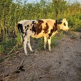 Paroda unajyn