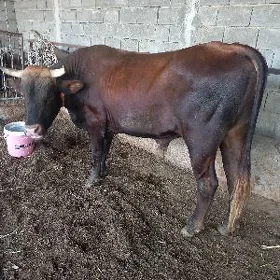 ÖKÜZ