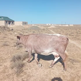 Sygyr
