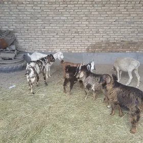 owlakly geçi we owlaklar