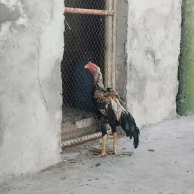 horaz