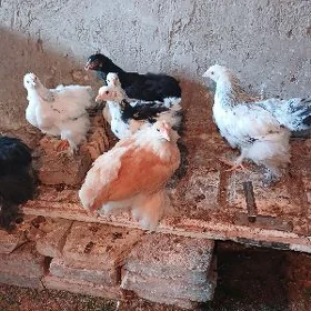 juyjeler we towuklar