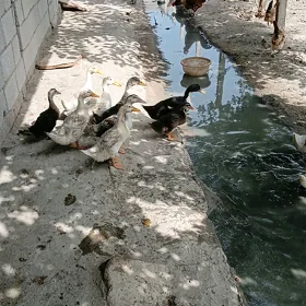 gak gak