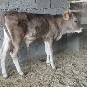 OKUZCE