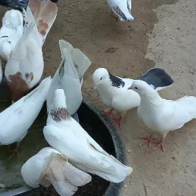 kepderi