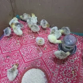 InDuK jUyJe