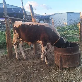 GIBRIT TOHUM OKUZCE