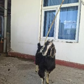 çewis