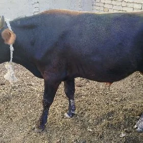 Öküz