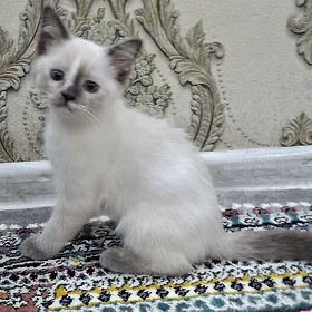 Giz pișik