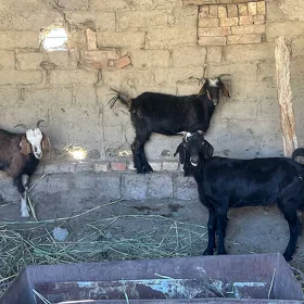 Geçi