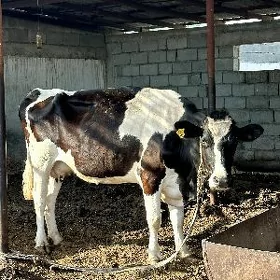 GARALA GALIŞDEÝIN SYGYR WE TÜW