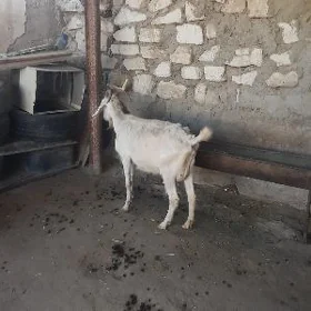 geçi