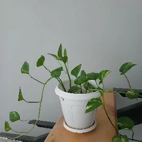 ой гуллери