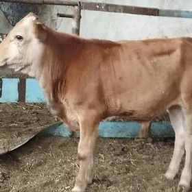 OKÜZ ARASSA ŞWES TOHUM