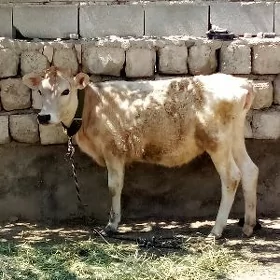 Tüwe Ak Şiwet Tohum 5 aýlyk