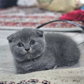 вислоухие шотланцы