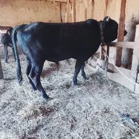 Öküz