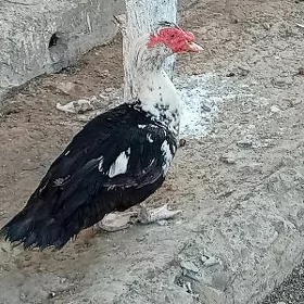 Erkek indawutga