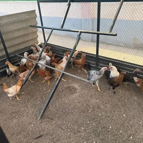 towuk