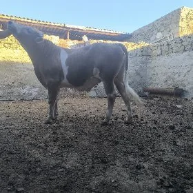 okiz