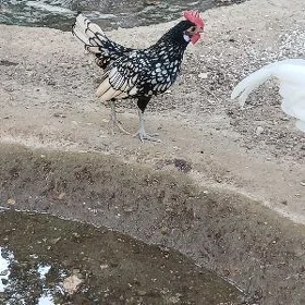 karlik horazlar