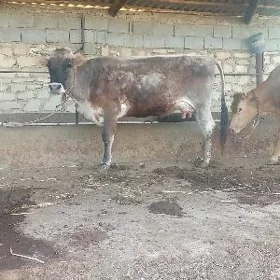 göleli sygyr