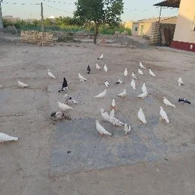 kepderi