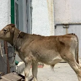 arginal swes okuz
