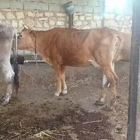 göleli sygyr