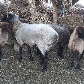 Goýun işşek