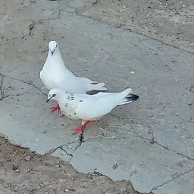 kepderi