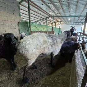 Goç