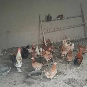 towuklar