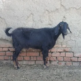 Kelek owlakly geci