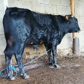 ÖKÜZ