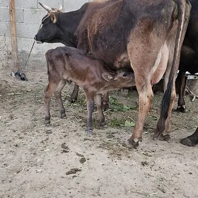 Gőleli sygyr