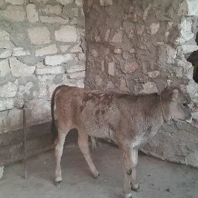 goleli Sygyr