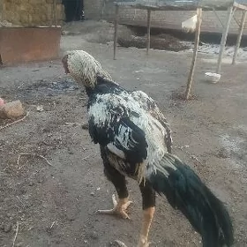 beyes horaz