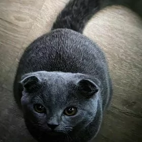 котик вислоушка британка