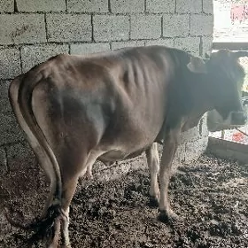 sygyr