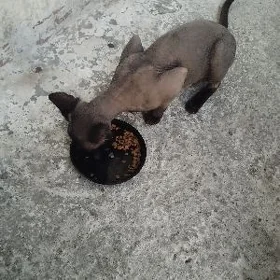 Кошка