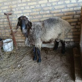 TOHUM GOÇKAR.