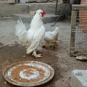 karlik карлик