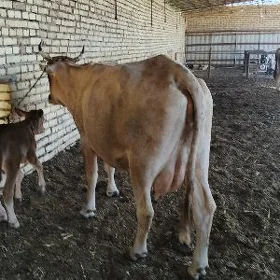 Goleli sygyr